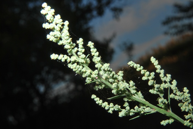 Chenopodium album